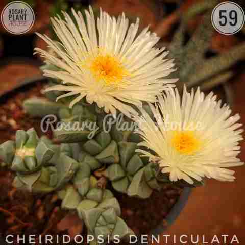 Oval Flower – (2"-3") from Rosary Plant House