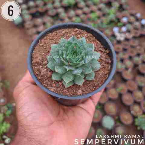 Lakshmi Kamal – (2"-3") from Rosary Plant House