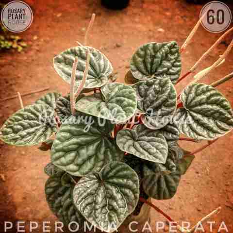 Pepromia Purple – (2"-3") from Rosary Plant House