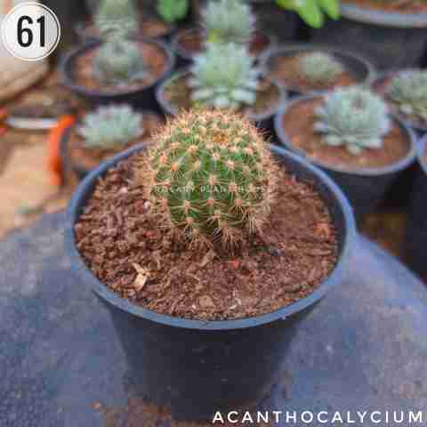 Ball Cactus long – (2"-3") from Rosary Plant House