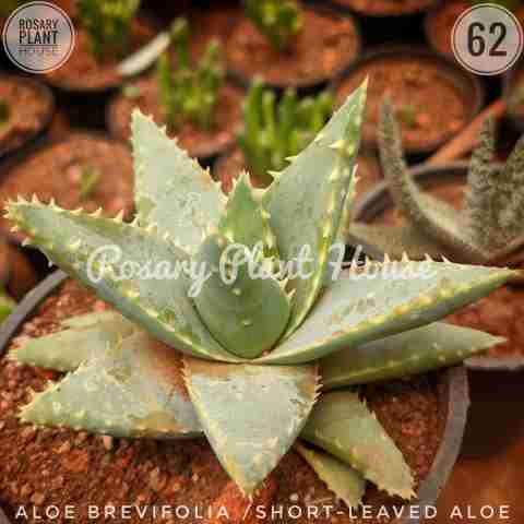 White Aloe(S-L) – (2"-3") from Rosary Plant House