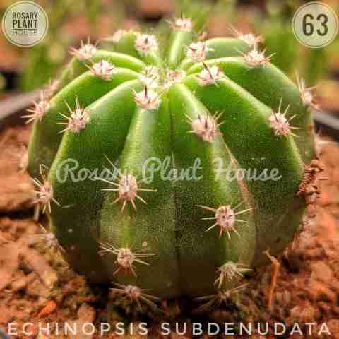 Ball white flower – (2"-3") from Rosary Plant House