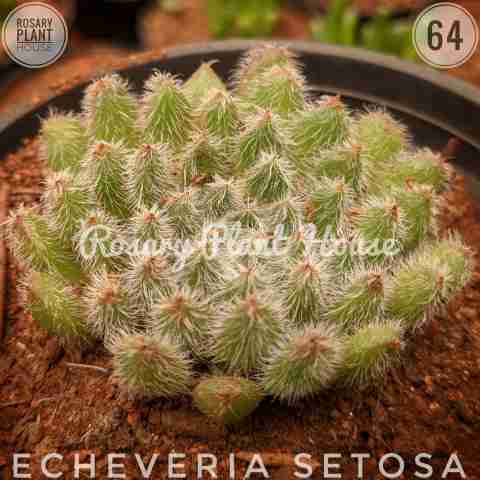 Echeveria setosa from Rosary Plant House