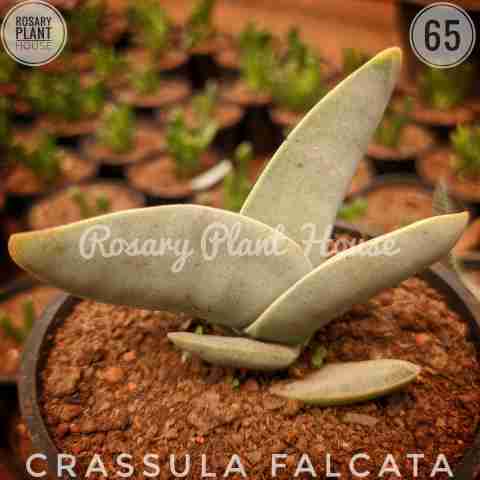 Boat – (2"-3") from Rosary Plant House