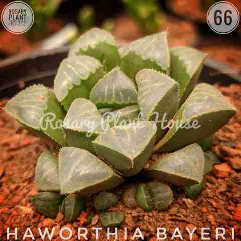 brown stone – (1.5"-2") from Rosary Plant House
