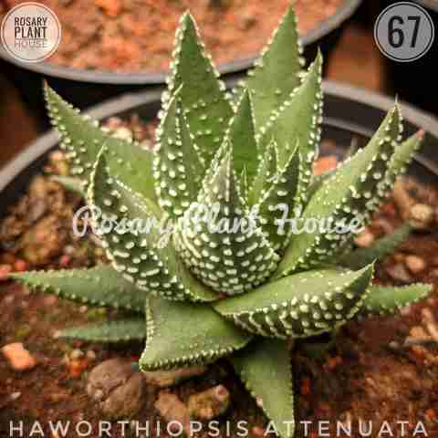 Haworthia Fat – (2"-3") from Rosary Plant House
