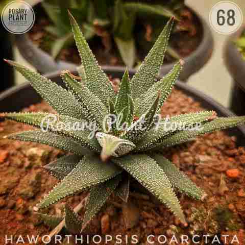 Haworthia Dot – (2"-3") from Rosary Plant House