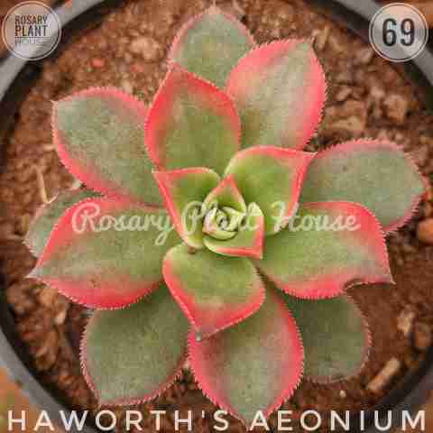Aeonium haworthii from Rosary Plant House