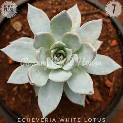 White Lotus – (2"-3") from Rosary Plant House
