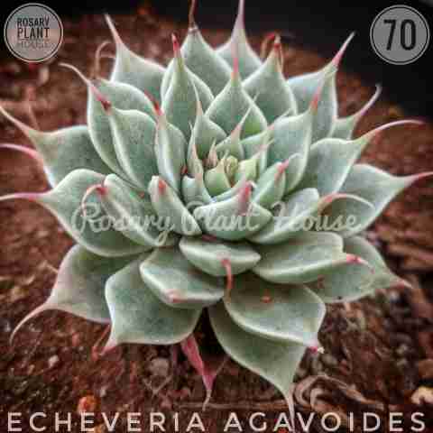 Echeveria agavoides from Rosary Plant House