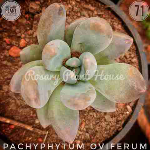 Pachyphytum oviferum from Rosary Plant House
