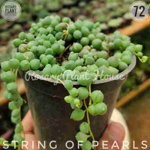 String of pearls – (2"-3") from Rosary Plant House