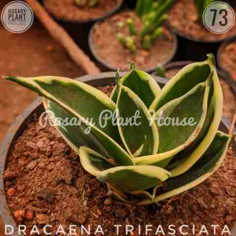 Snake Draft Yellow Border – (2"-3") from Rosary Plant House