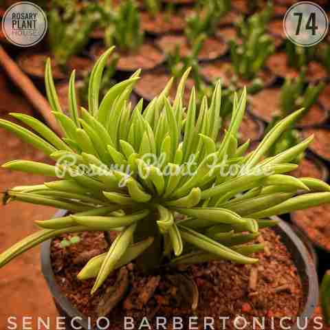 Pepromia long green – (2"-3") from Rosary Plant House
