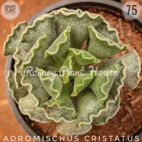 Adromischus cristatus from Rosary Plant House