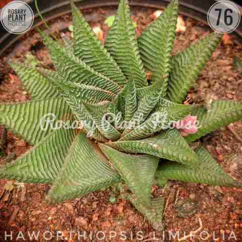 Haworthia Rough – (2"-3") from Rosary Plant House