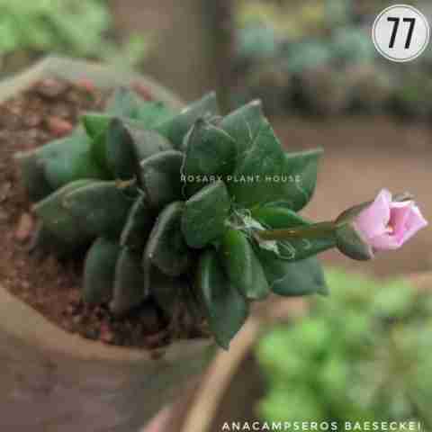 Seed Plant – (1.5"-2") from Rosary Plant House