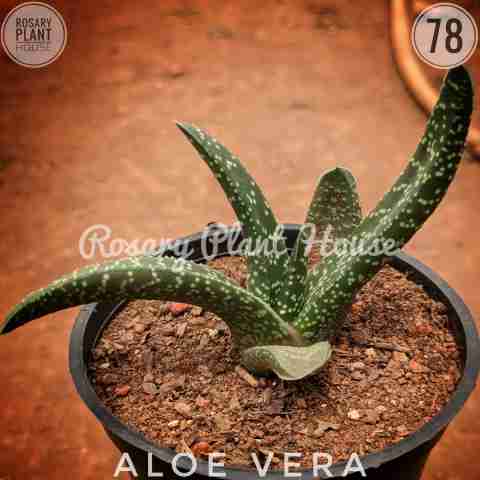 Aloe vera black – (2"-3") from Rosary Plant House