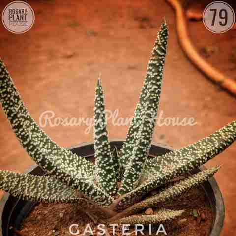 Dot Aloe – (2"-3") from Rosary Plant House
