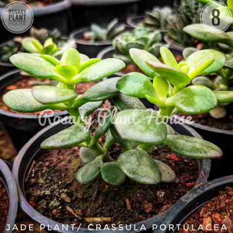 Jade miniature – (2"-3") from Rosary Plant House