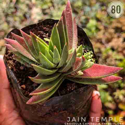 Crassula capitella thyrsiflora from Rosary Plant House