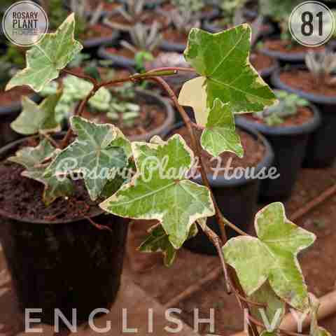 English Ivy from Rosary Plant House