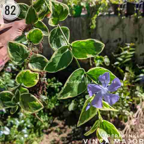 Vinca major – (5"-6") from Rosary Plant House