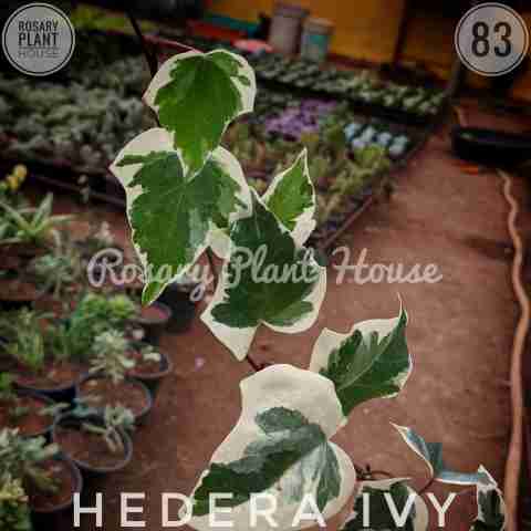 Variegated Syngonium from Rosary Plant House