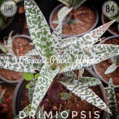 Indoor small leaf – (2"-3") from Rosary Plant House