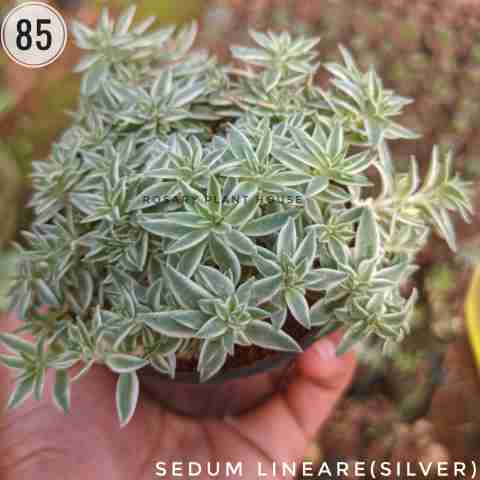 Silver sedum – (2"-3") from Rosary Plant House