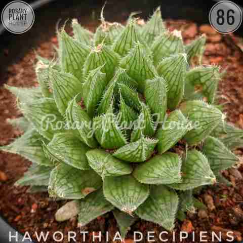Haworthia green – (2"-3") from Rosary Plant House