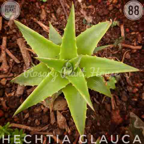 Green Aloe – (2"-3") from Rosary Plant House