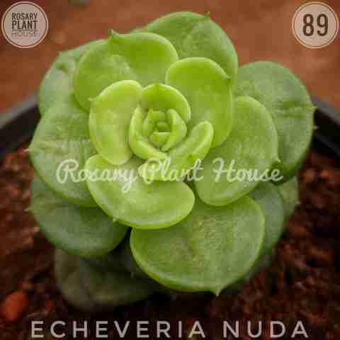 Green Echeveria – (2"-3") from Rosary Plant House