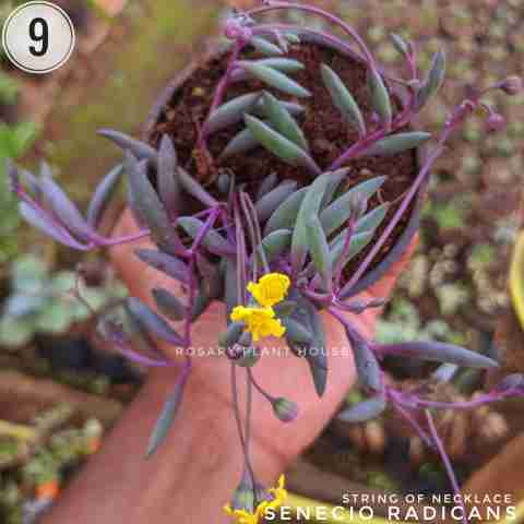 String of Necklaces from Rosary Plant House