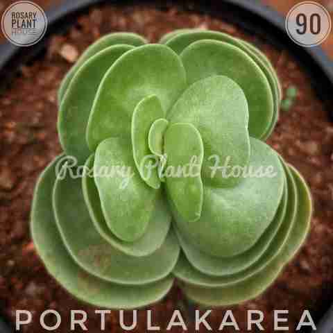 Umbrella – (2"-3") from Rosary Plant House