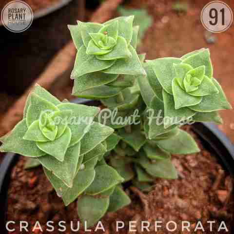 Chilly – (2"-3") from Rosary Plant House