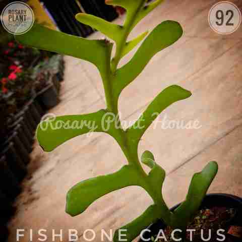Fishbone – (2"-3") from Rosary Plant House