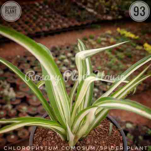 Chlorophytm – (2"-3") from Rosary Plant House