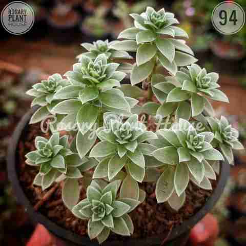 Kiwi Aeonium from Rosary Plant House
