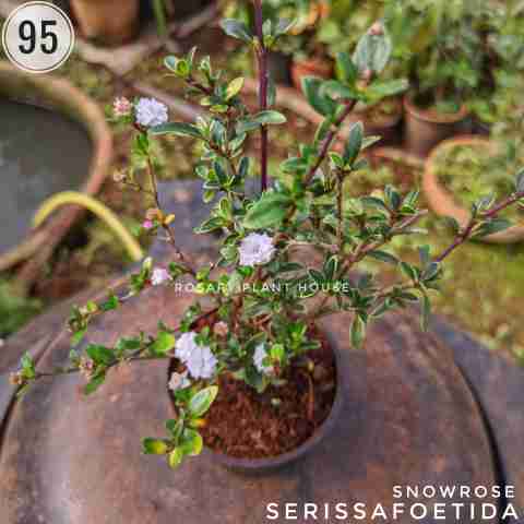 Mexican Heather from Rosary Plant House