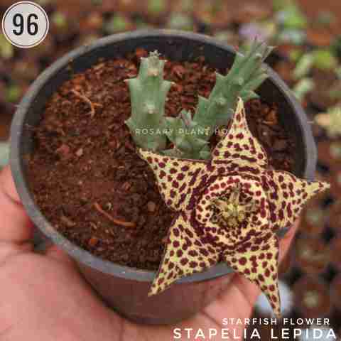 Stapelia lepida from Rosary Plant House