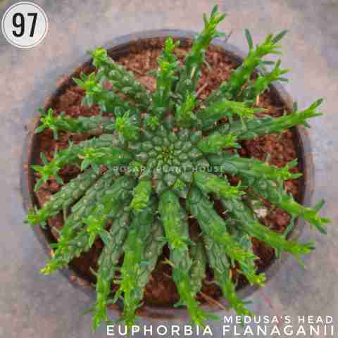Medusa Head Euphorbia Type from Rosary Plant House