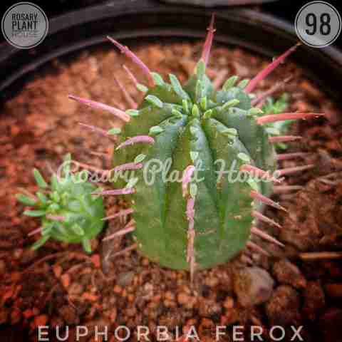 Euphorbia ferox from Rosary Plant House