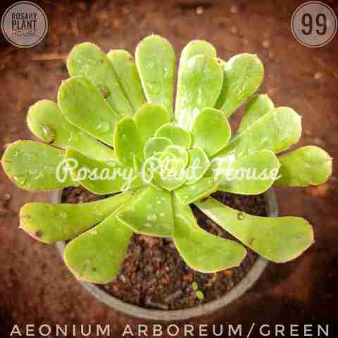 Aeonium Green – (2"-3") from Rosary Plant House